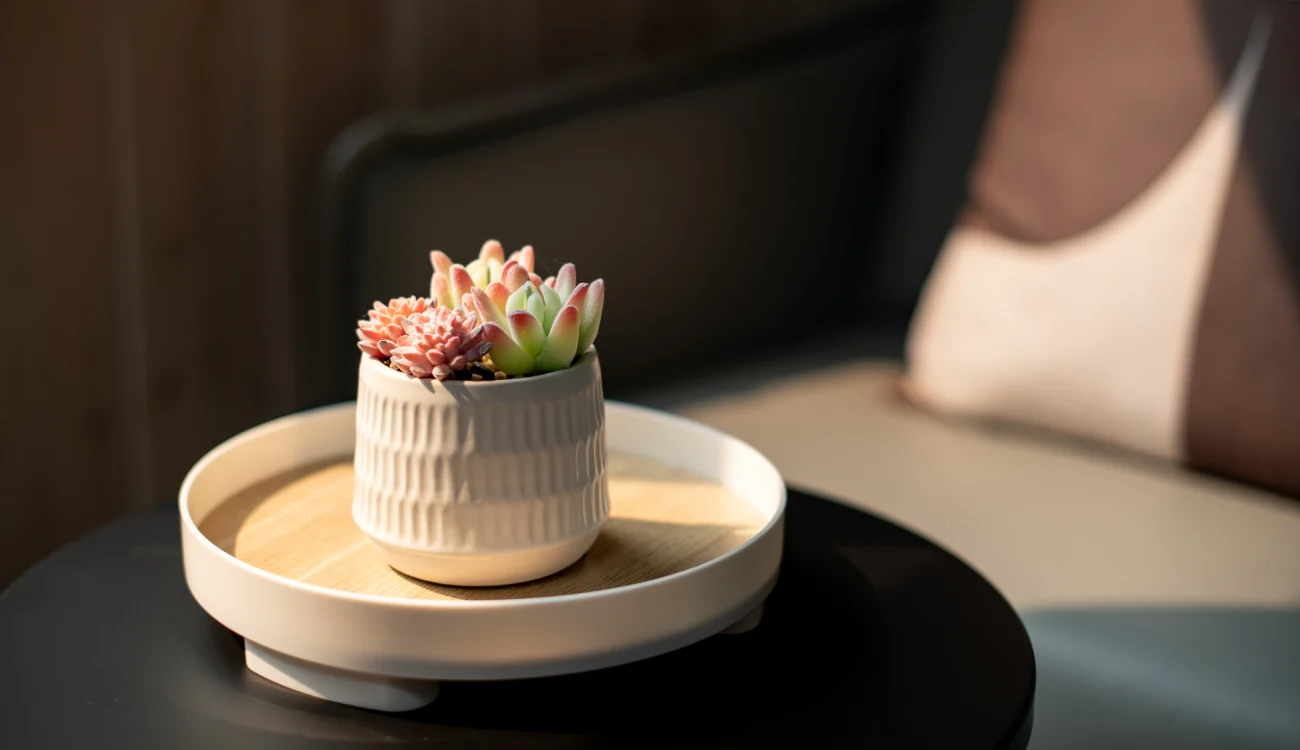 Interior Design - A small white pot with various succulents placed on a round wooden tray on a table. Dexign Matter Studio