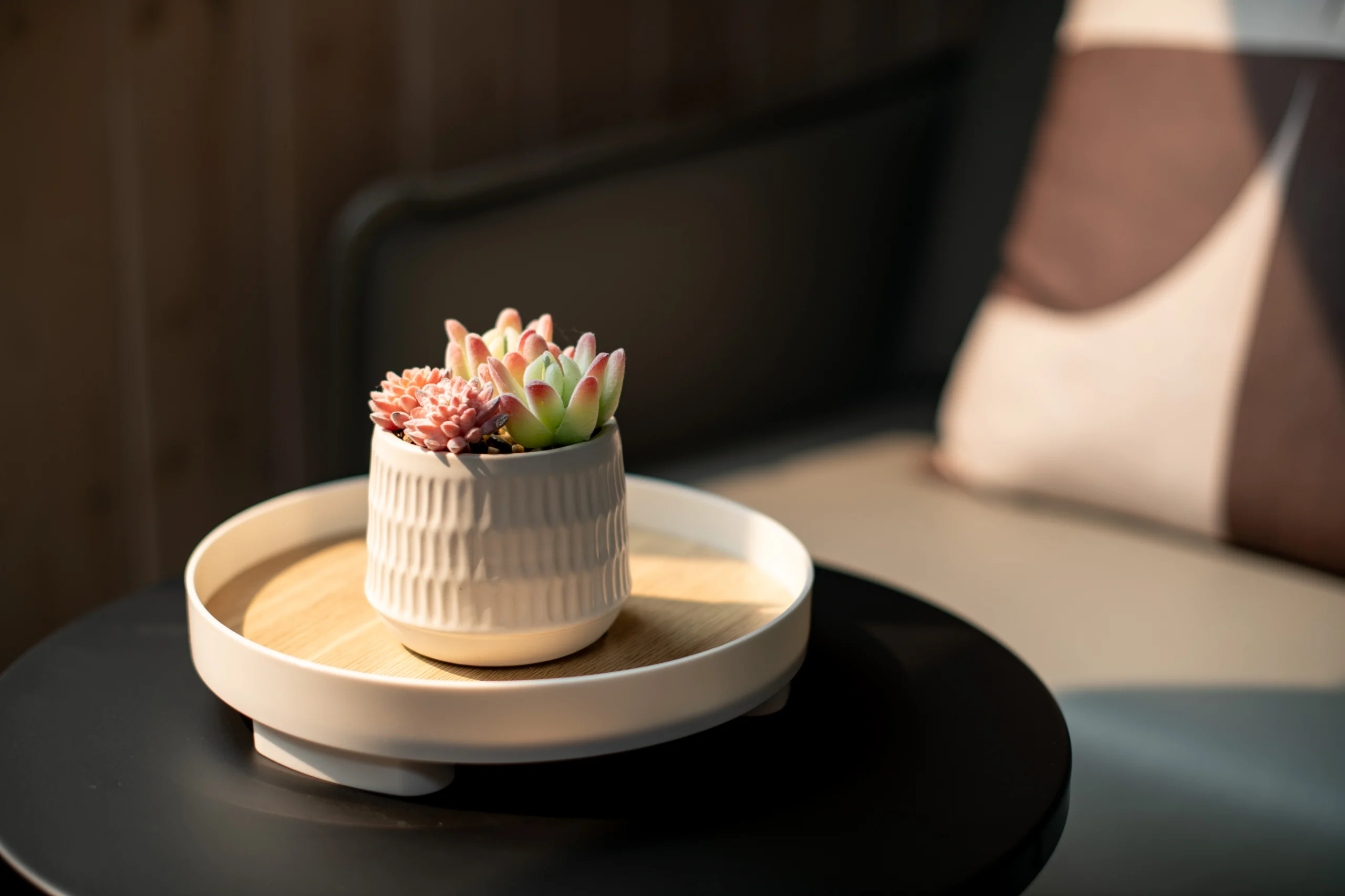 Interior Design - A small white pot with various succulents placed on a round wooden tray on a table. Dexign Matter Studio
